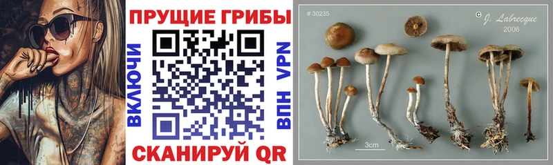 Галлюциногенные грибы GOLDEN TEACHER  закладка  Шелехов 